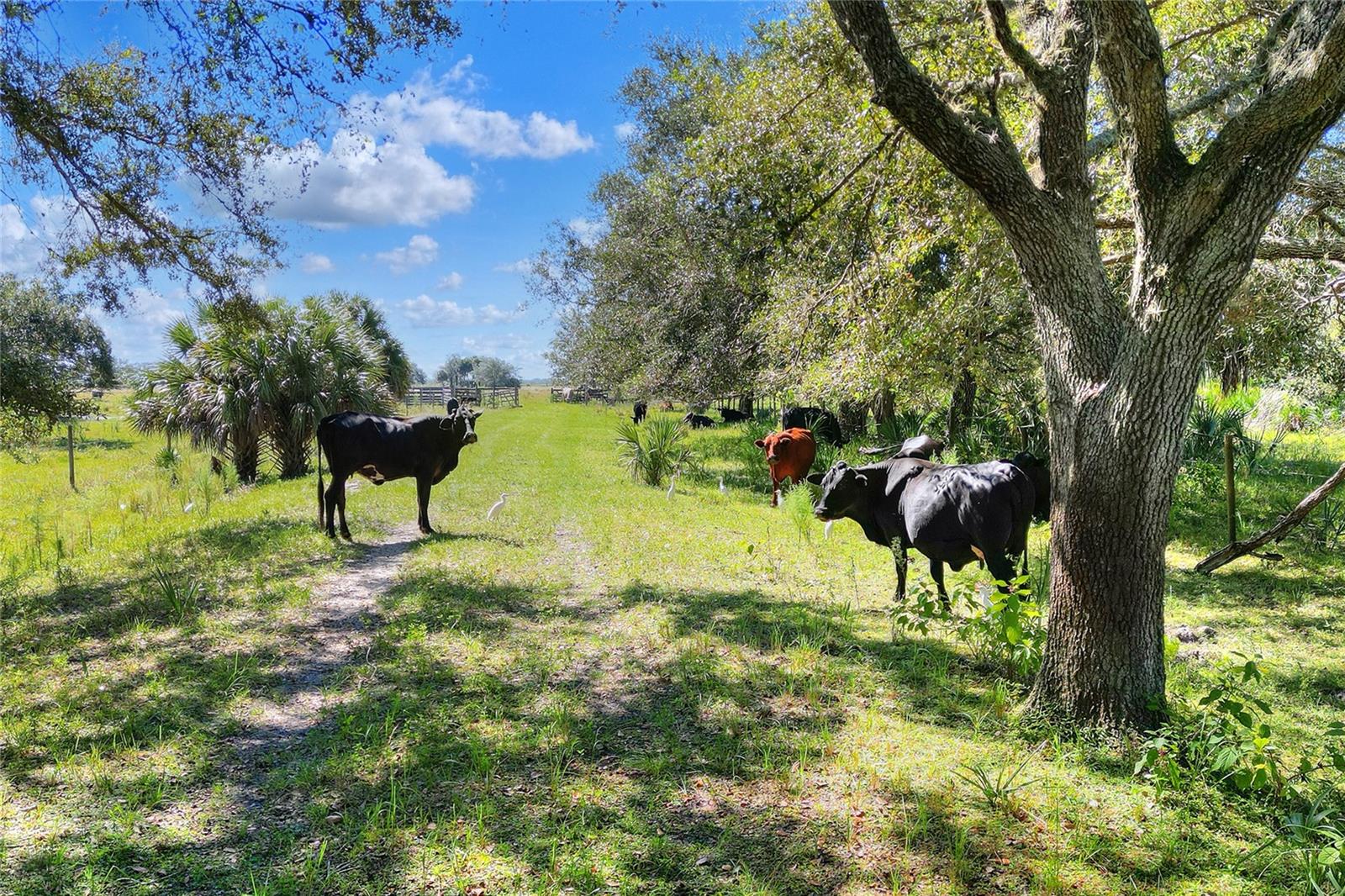 Photo of 46891 FARABEE ROAD, PUNTA GORDA, FL 33982